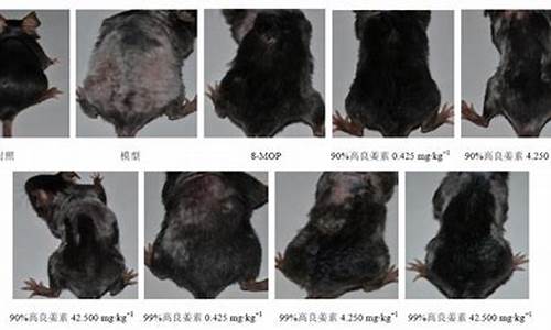 白癜风样小鼠皮肤脱色模型研究进展与思考_小鼠皮肤黏膜颜色
