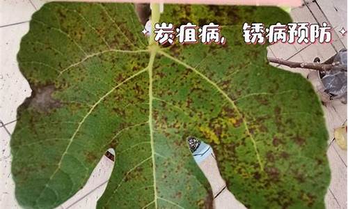 无花果叶子治疗白癜风的偏方比例_无花果叶治疗白斑土方